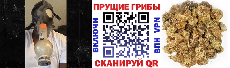 Купить где  Ершов  Галлюциногенные грибы прущие грибы 