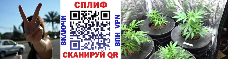 Марихуана Amnesia  Купить закладки  Ершов 